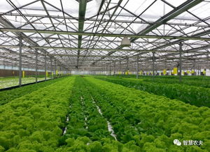 蔬菜無人種植工廠來了 從種植到采收全程自動化，農民會失業嗎？